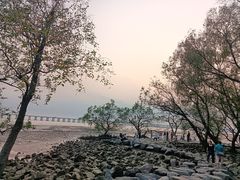 -宝安西湾红树林湿地公园