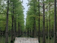 -泗洪洪泽湖湿地景区