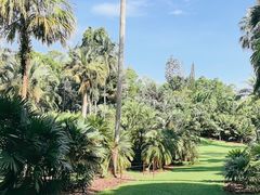 -新加坡植物园