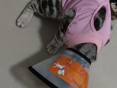 -荔康动物医院(康王北路店)