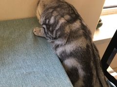 -鼓捣猫呢主题猫咖店