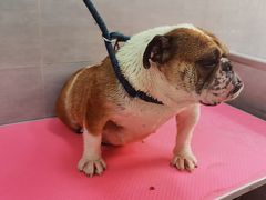 -宠福鑫康馨动物医院·骨科·眼科