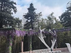 -长沙黑麋峰国家森林公园