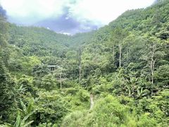 -西双版纳原始森林公园