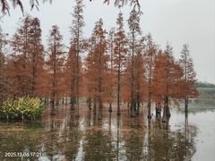 -白鹭湾湿地公园