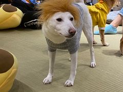 -逗柴咖啡屋·狗咖猫咖宠物桌游