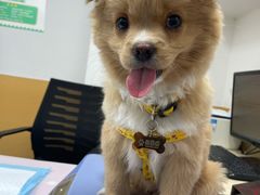 -美联众合动物医院(·中兽医·疑难杂症·严家桥分院)