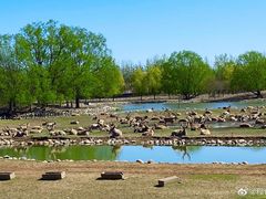 -北京麋鹿生态实验中心