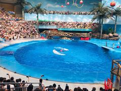 -海合安成都极地海洋公园