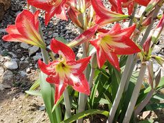 -瑞丽独树成林风景区