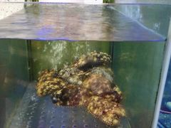 -旅南活海鲜-屏东(墾丁海鮮，海鮮餐廳，墾丁團體合菜，平價熱炒，墾丁熱炒店，活海鮮推薦，在地海鮮餐廳)