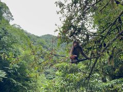 -西岭雪山大飞水景区