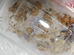 -老王豆皮