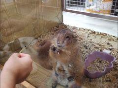 -虎哥家的萌宠屋·猫咖狗咖宠物咖