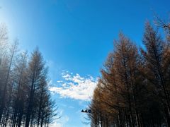 -御道口草原森林风景区