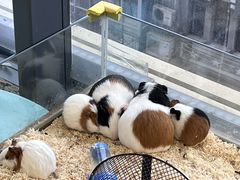 -怪兽屋·羊驼·猫咖·狗咖(俊华广场店)