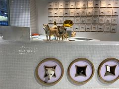 -柴务处·柴犬主题狗咖