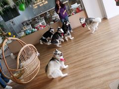 -Husky Go! 哈士奇体验馆·宠物咖啡厅狗咖