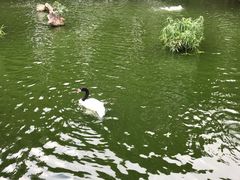 -九龙公园