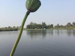 -白洋淀景区