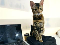 -糯米喵星人·撸猫猫舍咖啡馆(西市场嘉华店)