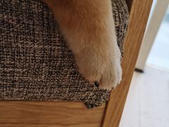 -南京Hallo宠物乐园·哈罗犬舍·柴犬繁育基地