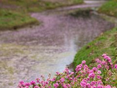 -花开海上生态园