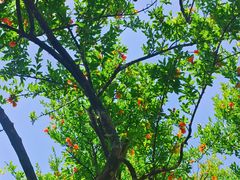 -张家大院·鲁菜·私房菜(芙蓉街店)