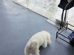 -顺强宠物诊所·狂犬免疫·夜诊·骨科(嘉定店)