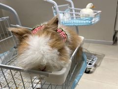 -怪兽屋·羊驼·猫咖·狗咖(俊华广场店)