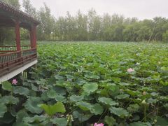 -微山湖红荷湿地景区