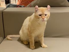 -猫腻·猫咖·撸猫馆(星光大道店)