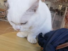 -Let's go狗咖·猫咖·奶狗·桌游(春熙路IFS店)