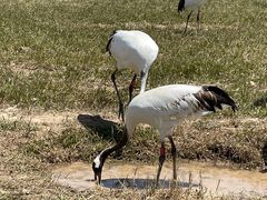 -盐城丹顶鹤湿地生态旅游区