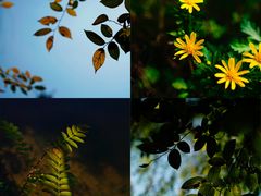 -白鹭湾湿地公园