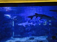 -烟台海昌鲸鲨海洋公园