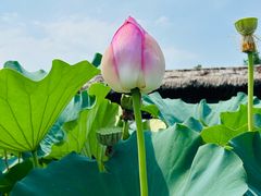 -池杉湖湿地公园