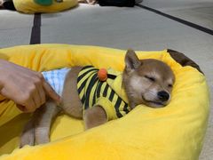 -逗柴咖啡屋·狗咖猫咖宠物桌游