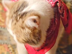 -达拉斯 沃斯堡国际机场