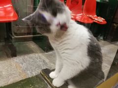 -猫咪博物馆(顶澳仔猫街店)