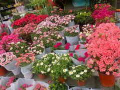 -平吉花卉市场