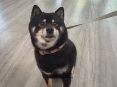 -宠颐生美多格动物医院骨科·影像科新北转诊中心(汉江路店)