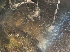 -抚仙湖生态石锅鱼野生菌(告庄店)