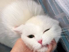 -翊宠yipet猫狗购宠庄园犬舍•猫舍