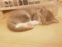 -猫咪派对(江南西店)