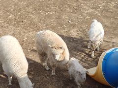 -廊坊固安福朋喜来登酒店