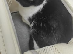 -美联众合动物医院(·中兽医·疑难杂症·严家桥分院)