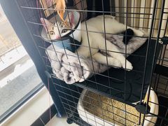 -喜多萌中农锦绣动物医院24H·猫科·牙科MRI·CT