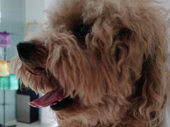 -瑞派福兴宠物医院犬猫全科·骨科·中西医结合(河东店)