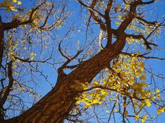 -遵化市禅林寺古银杏风景园